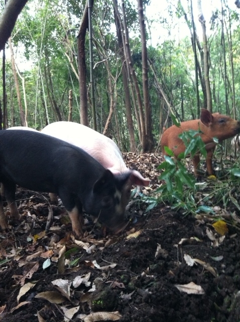 放棄森林の放牧豚の様子