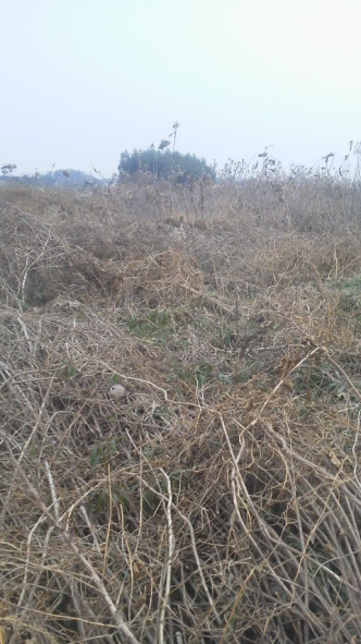 1400坪程の遊休耕作放棄地