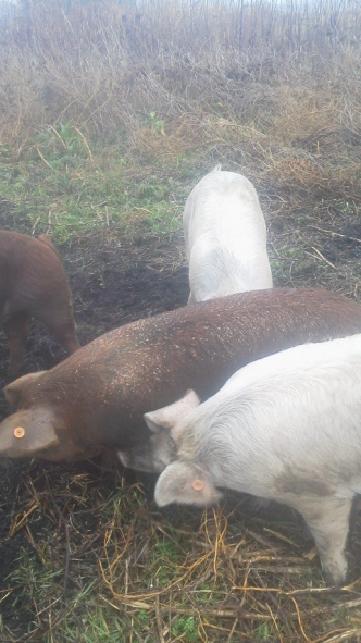 中学生か高校生くらいの豚