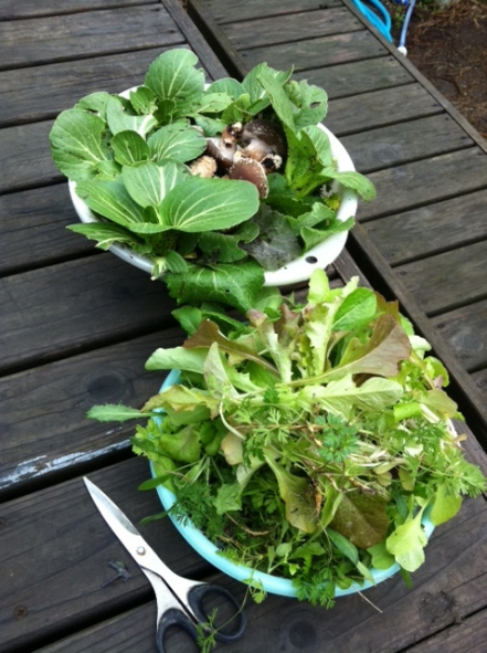 チンゲン菜やタアサイ