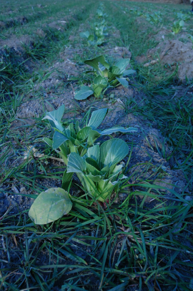 ウサギにかじられた!