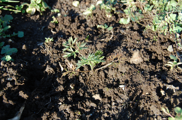 ミニキャロット