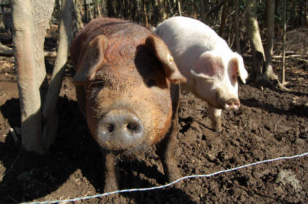 出荷1ヶ月前の豚の様子