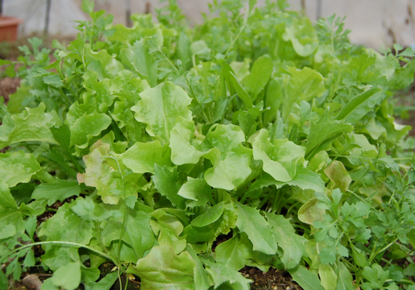 森小休のビニールハウス