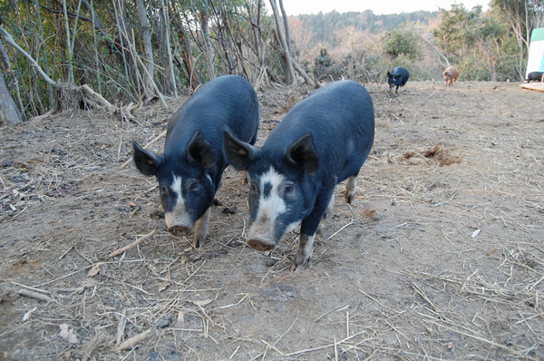 森林を自由に走り回る豚たち