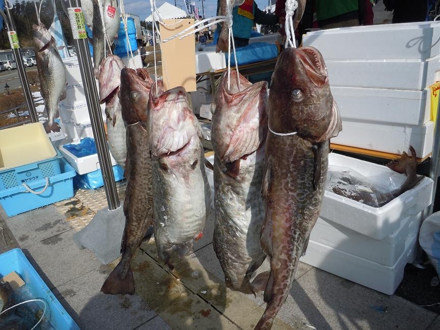 寒ダラ祭り福興市応援ツアー