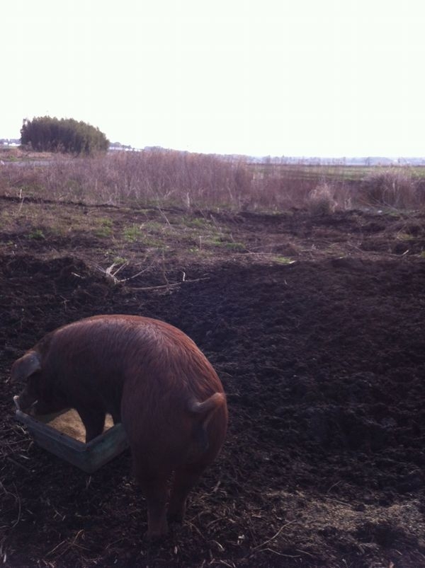 7割ぐらいは耕作完了