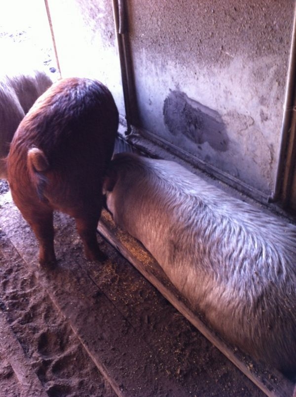 お腹が空いてる?