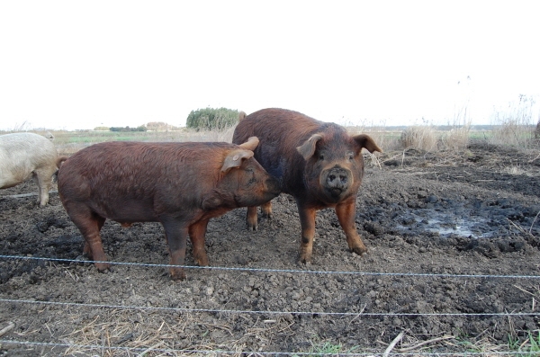 働き者の豚さんたち