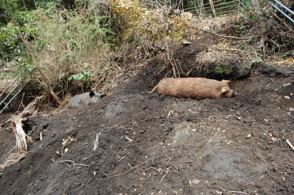 お母さん豚たちの習性