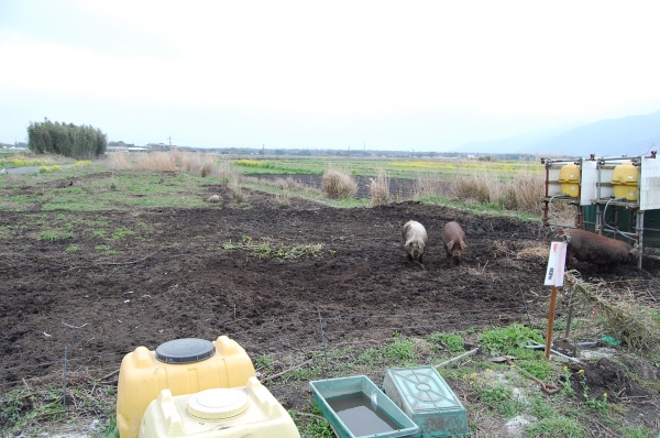 耕作放棄地の様子