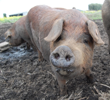働き者の豚さん