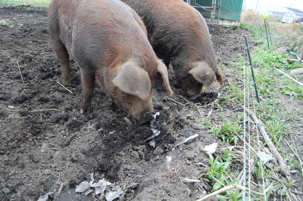 豚さんによる開墾