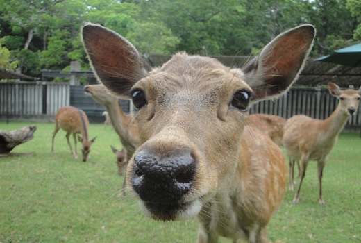 奈良公園 鹿と共生 雑貨づくりファンド セキュリテ