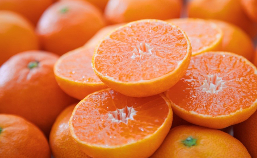 愛媛　農業の未来を拓くみかん農園ファンド