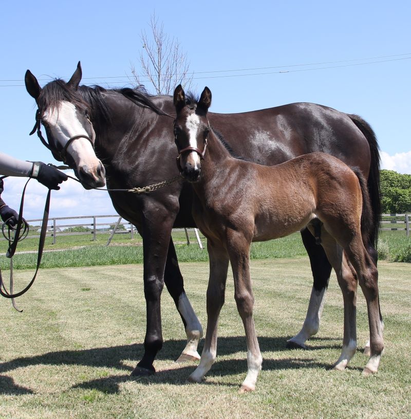 牧場に立つ母馬と仔馬